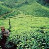 33 tea harvesters