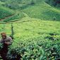 33 tea harvesters