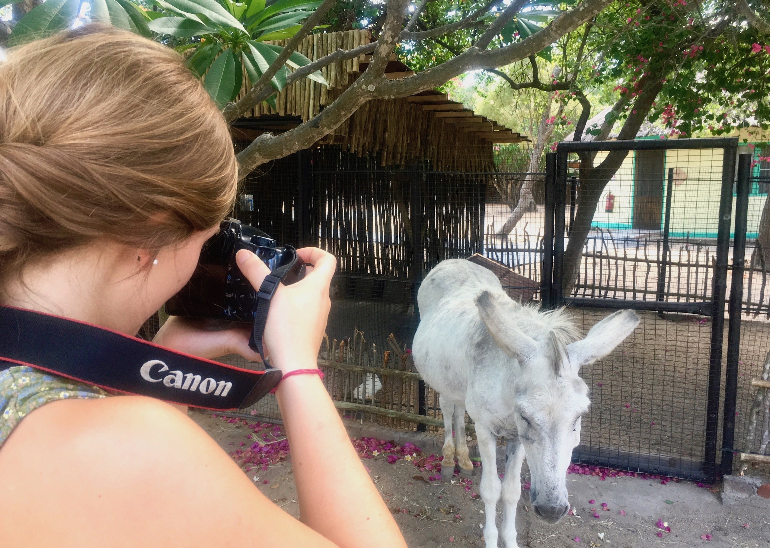 Amelia takes a photo of Eeyore the donkey, an animal in DAKTARI's wildlife orphanage.