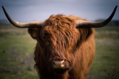 How to Milk a Cow: Housesitting in Spain